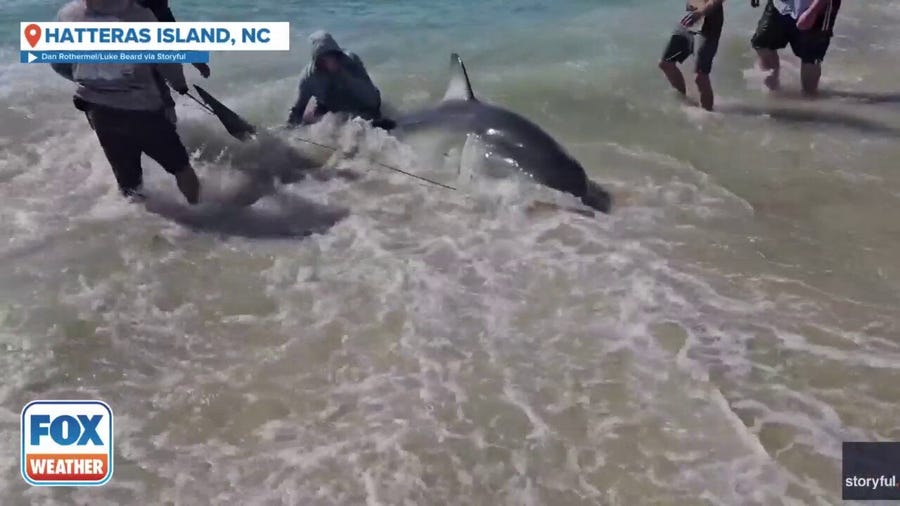 North Carolina fisherman reels in massive great white shark along Outer Banks