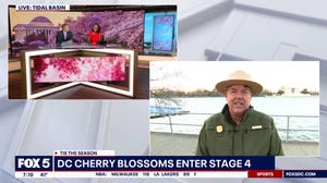 Washington, D.C. cherry blossoms nearing peak bloom