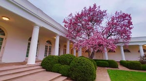 Video: Cherry blossoms begin blooming at the White House