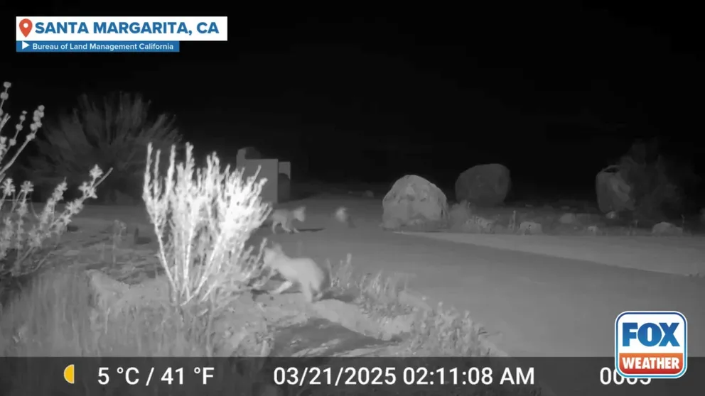 Video captured on a California Bureau of Land Management trail camera in March shows a family of kit foxes, a rare and endangered species of fox, running around near the Carrizo Plain National Monument.