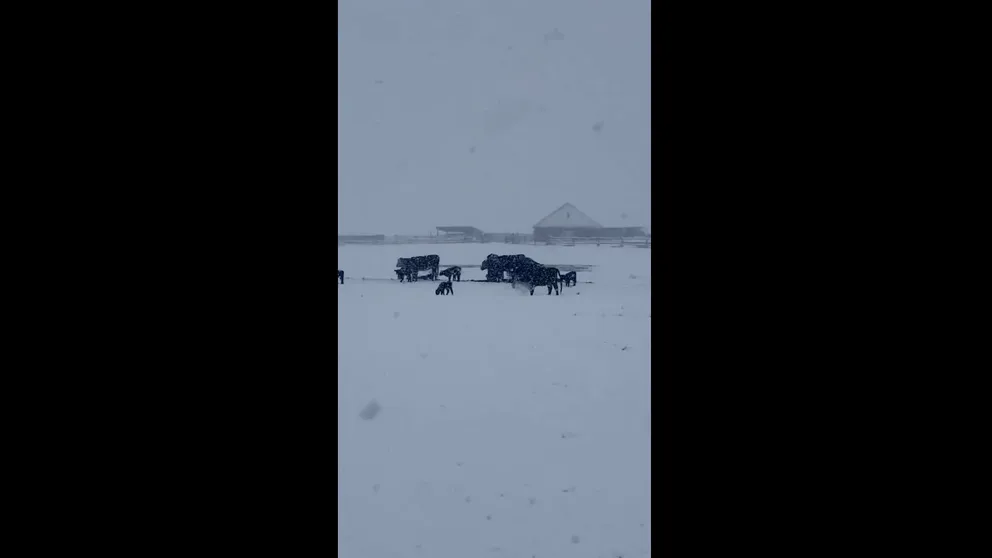 Cows trudged through a snow-covered ranch in Sublette County, Wyoming. The significant late-season snowstorm is expected to bring high winds and as much as 1-2 feet of snow to the Rockies through Saturday (Video Credit: @RanaePape via Storyful).