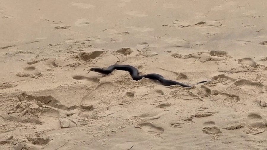 Watch: Large snake slithers along Maryland beach