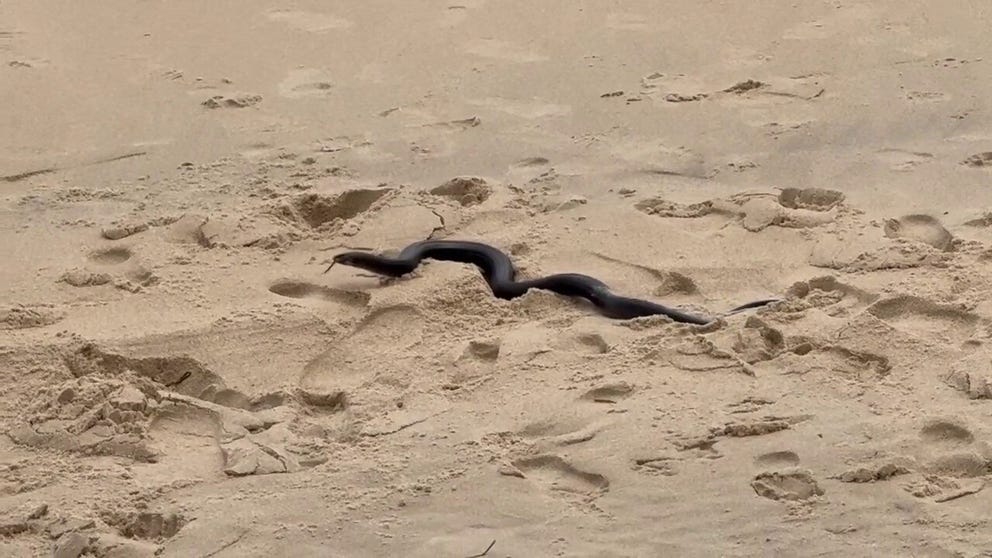 Beach visitors in Ocean City, Maryland, got a surprise Saturday when a snake slithered across the beach. 