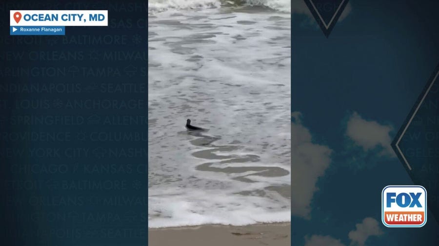 Snake slithers back into ocean on Maryland beach