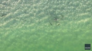 Drone video shows shark annoyed by fish chasing it along Florida Gulf Coast