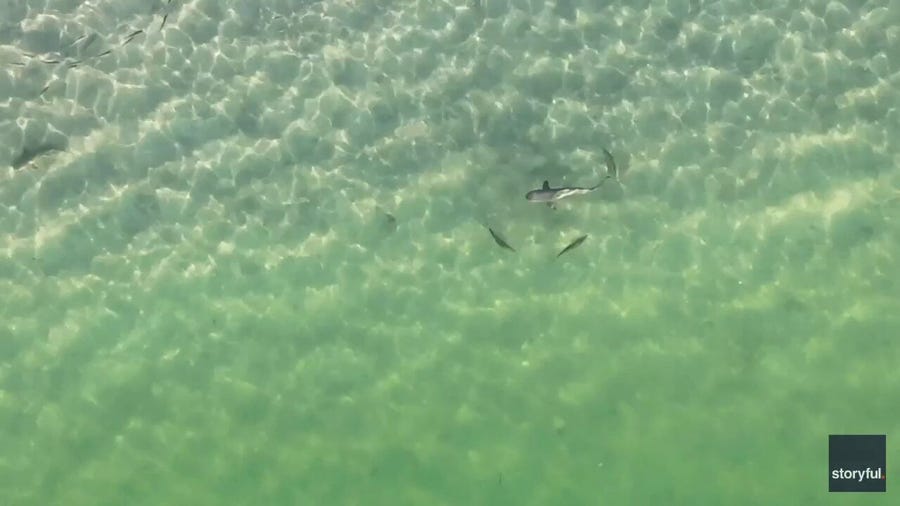 Drone video shows shark annoyed by fish chasing it along Florida Gulf Coast