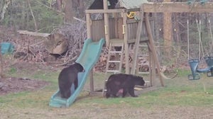 Bears play on swing set in Connecticut