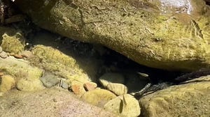 Endangered Southern California steelhead trout show signs of rebounding after Palisades Fire