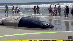 NOAA and marine mammal experts arrive to do everything possible to keep the whale comfortable