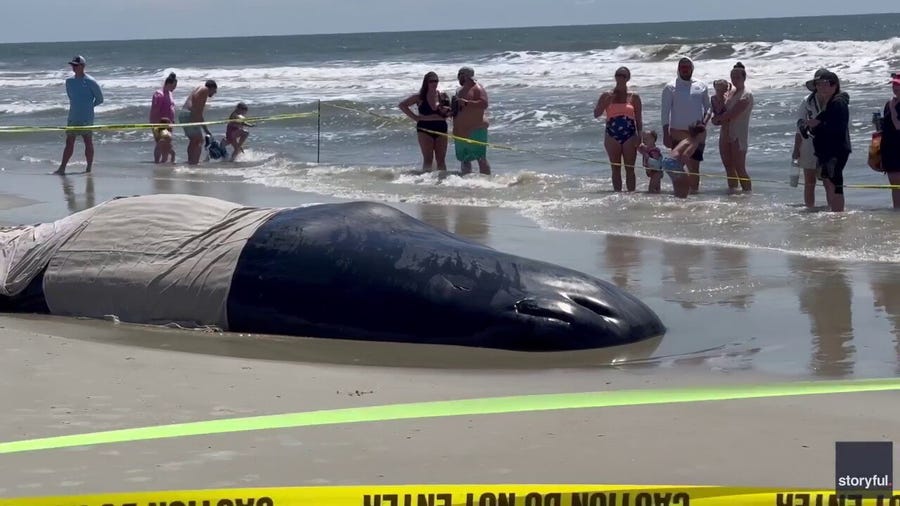 NOAA and marine mammal experts arrive to do everything possible to keep the whale comfortable