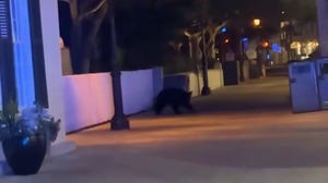 Bear spotted in St. Augustine, Florida