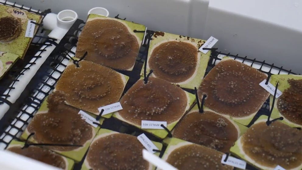 Around 1,050 coral babies spawned and raised at The Florida Aquarium are on their way to the Florida Keys, where they'll be planted on the reef or nurtured in nurseries.