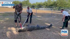 Deputies help wrangle 9-foot gator named Elvis outside Florida preschool