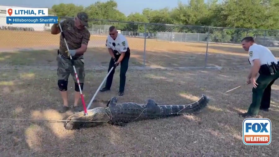 Deputies help wrangle 9-foot gator named Elvis outside Florida preschool