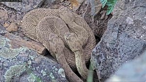 Rattlesnakes slither, curl in Colorado snake den