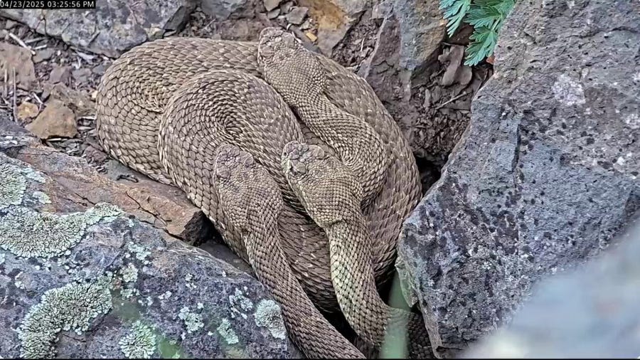 Rattlesnakes slither, curl in Colorado snake den