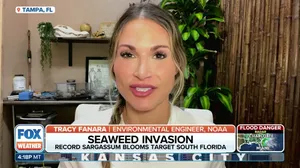 South Florida braces for record-breaking amounts of sargassum, which is known to affect human health when near shore or decomposing on beaches