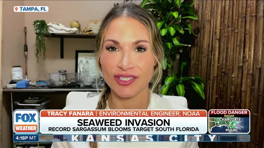 South Florida braces for record-breaking amounts of sargassum, which is known to affect human health when near shore or decomposing on beaches