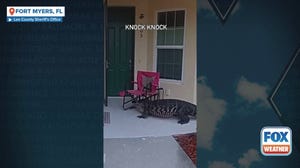 Alligator goes door-to-door in Florida neighborhood