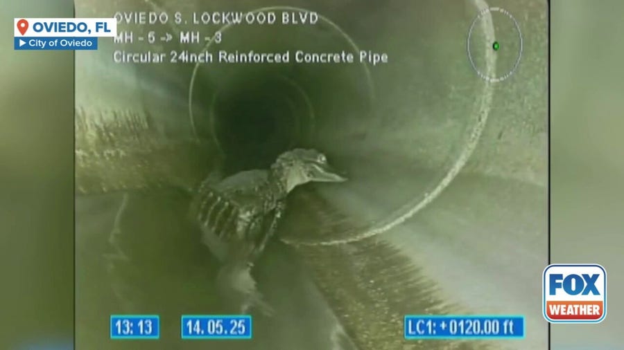 Watch: City employees find alligator in pipe under Florida road
