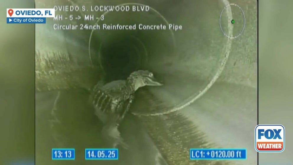An alligator was discovered chilling in underground pipes in Oviedo, Florida, on Wednesday.
