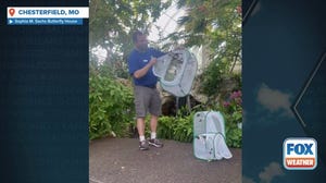 St. Louis Zoo butterflies released at the Sophia M. Sachs Butterfly House