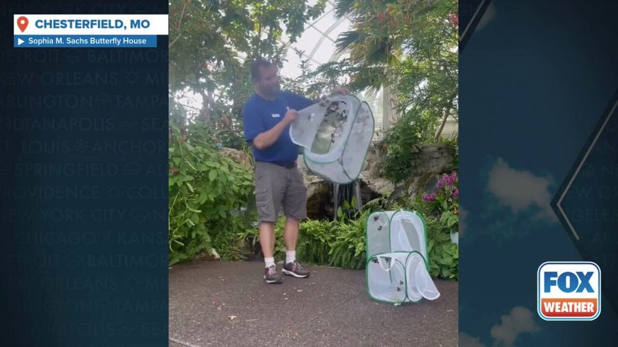 St. Louis Zoo butterflies released at the Sophia M. Sachs Butterfly House