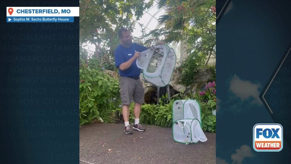 After severe weather damaged the butterfly wing at the St. Louis Zoo, the Sophia M. Sachs Butterfly House took in butterflies and cocoons until their home can be repaired. This video shows butterflies released to their temporary home at the Sophia M. Sachs Butterfly House at the Missouri Botanical Garden.