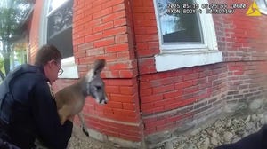 A pet kangaroo in Colorado was captured for the second time since October 2024