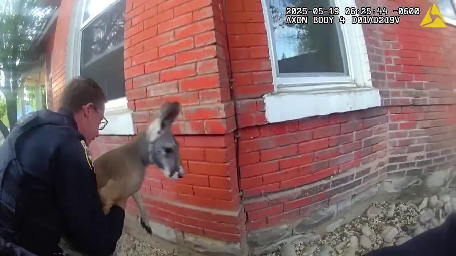 A pet kangaroo in Colorado was captured for the second time since October 2024