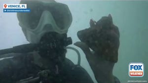 Watch: Fossil diver discovers extremely rare megalodon tooth in Florida