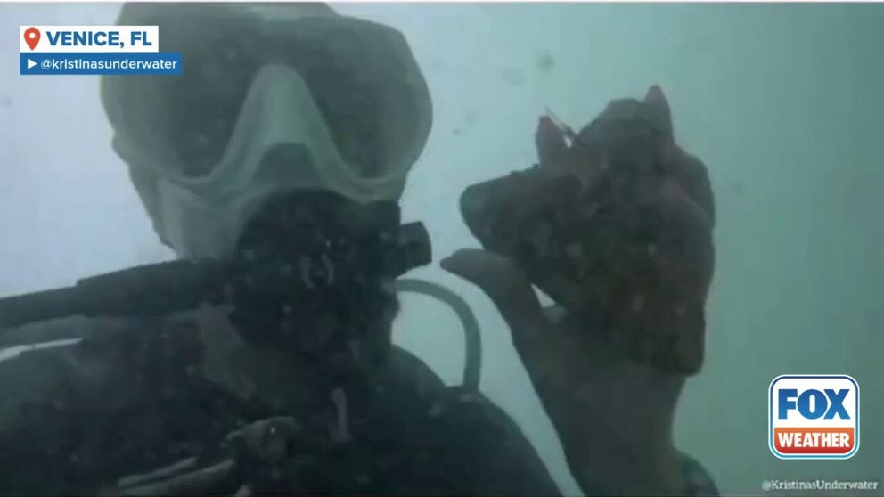 Kristina Scott went diving in Venice, Florida, on May 14 for fossils. Little did she know she'd find a massive six-inch megalodon tooth. 