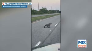 Watch: Tailless alligator seen waddling across road in Louisiana