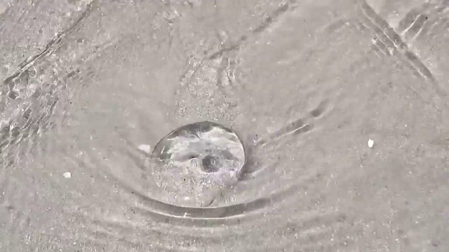 Nearly 350 people stung by jellyfish at Daytona Beach over Memorial Day weekend