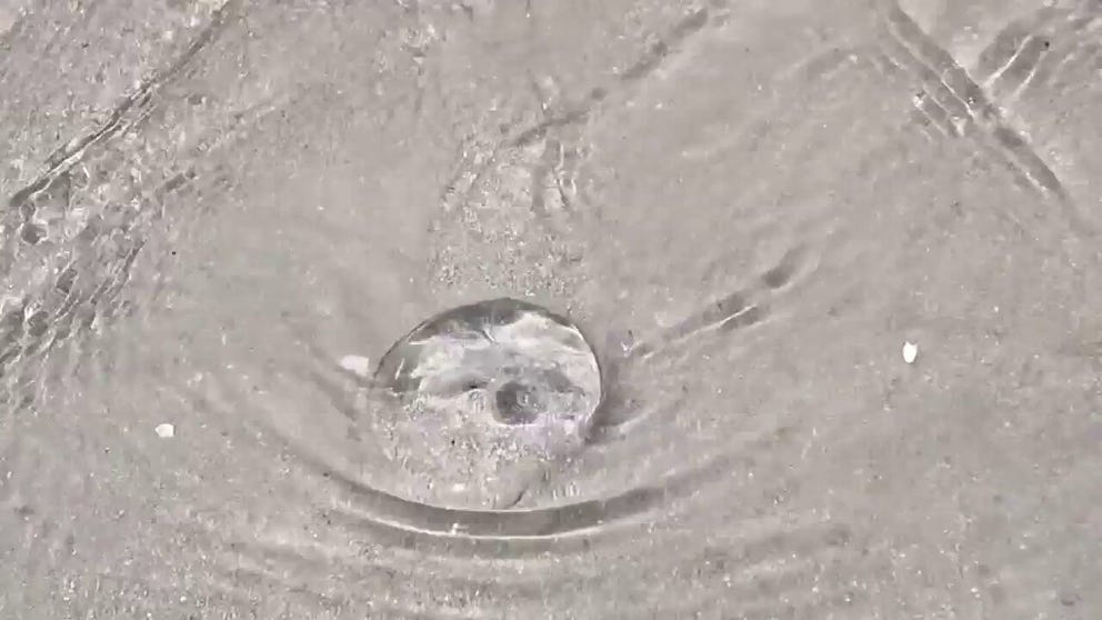 Jellyfish are a common hazard on Florida beaches. While enjoying Memorial Day weekend at the beach, 346 people were stung by a jellyfish. 