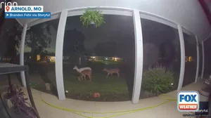 Watch: Rare albino deer spotted on doorbell camera in St. Louis suburb