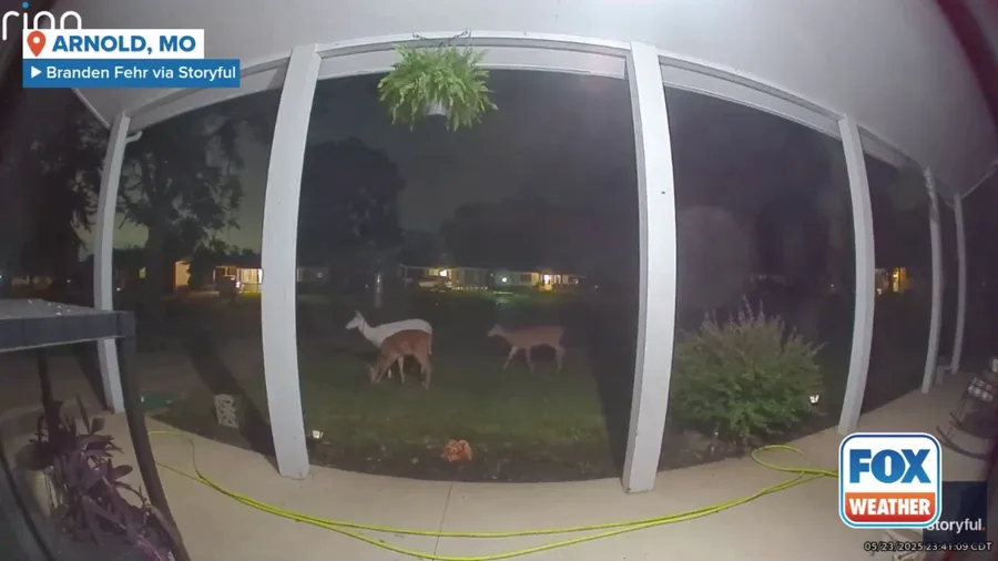 Watch: Rare albino deer spotted on doorbell camera in St. Louis suburb
