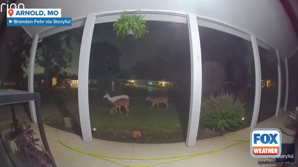 The deer was caught enjoying a late-night snack in Arnold, Missouri on Friday, May 23. The deer was joined by a few of it's non-albino friends. 