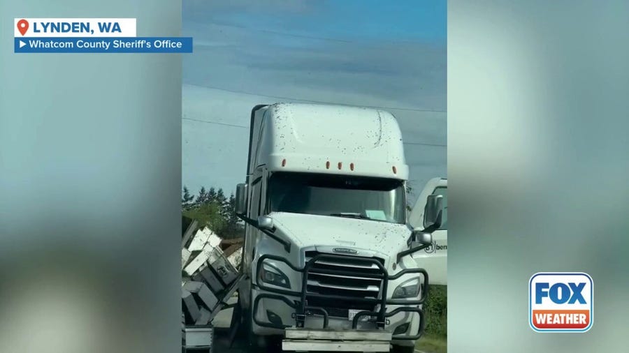 250 million bees unleashed upon northern Washington after truck overturns