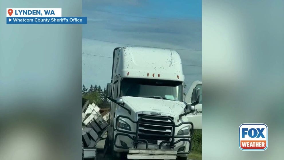 A truck overturned on Weidkamp Road around 4 a.m. Friday near Lynden, just south of the Canadian border, releasing about 250 million bees. 