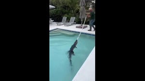 Florida alligator found lounging in residential swimming pool