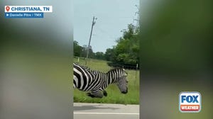 Runaway zebra still on the loose after shutting down Tennessee interstate