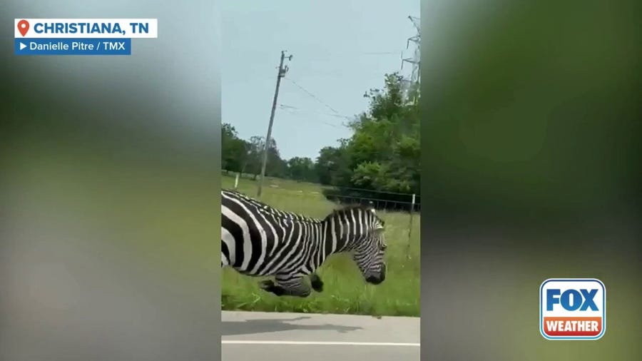 Runaway zebra still on the loose after shutting down Tennessee interstate