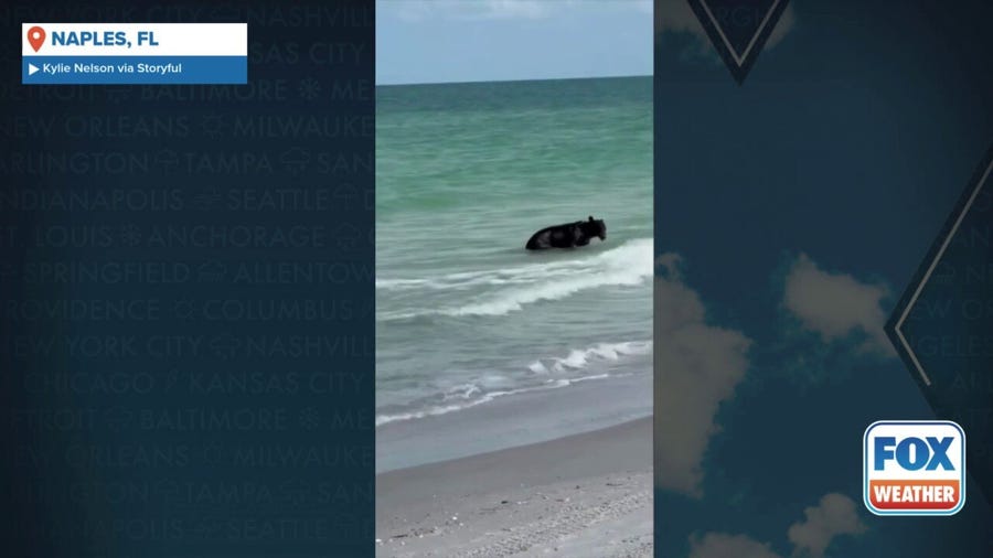 Bear takes a dip in the Gulf near Naples, Florida