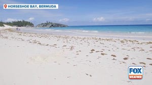 Watch: Sargassum washes ashore on famous Bermuda beach