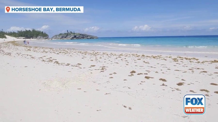 Watch: Sargassum washes ashore on famous Bermuda beach