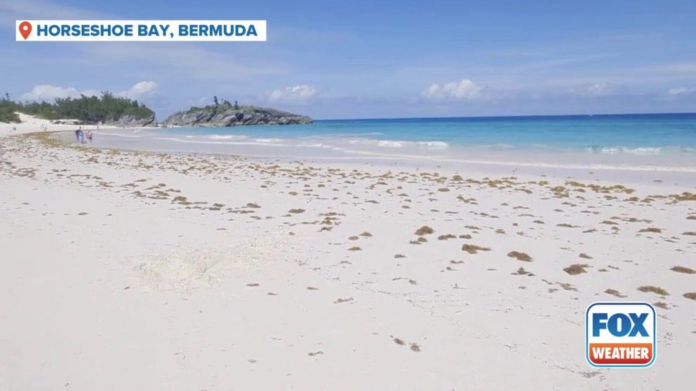 A video shared from Bermuda shows sargassum on the famous Horseshoe Beach.