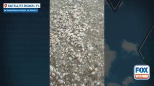 Watch: Thousands of sand fleas invade Florida beach