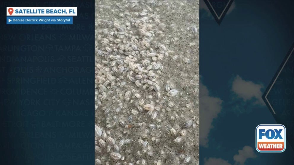 Video captured on Satellite Beach on May 27 shows thousands of tiny sand fleas crawling along the beach. San fleas are tiny crabs that burrow into sand. They aren't a threat to humans. 