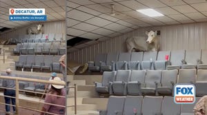 Cow wreaks havoc after escaping from auction sale ring in Arkansas